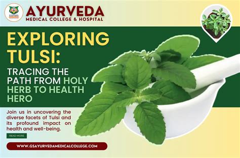 Exploring Tulsi: Tracing the Path from Holy Herb to Health Hero.